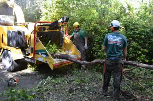 tree services Cactus Flats